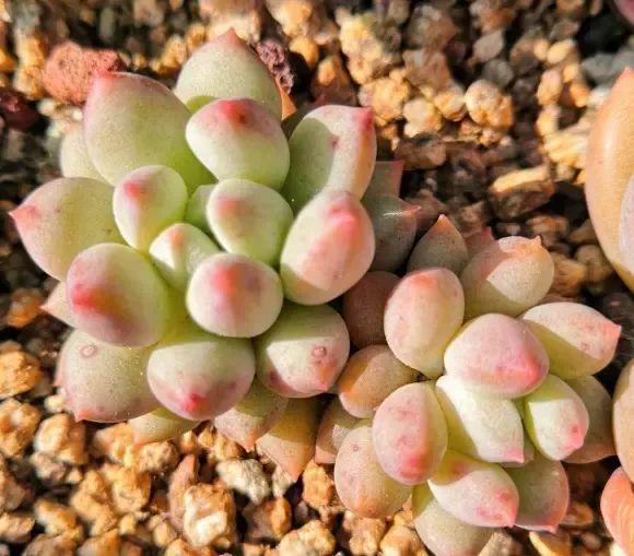 花卉養(yǎng)多肉好養(yǎng)嗎_養(yǎng)多肉好還是養(yǎng)花好_好養(yǎng)花卉多肉