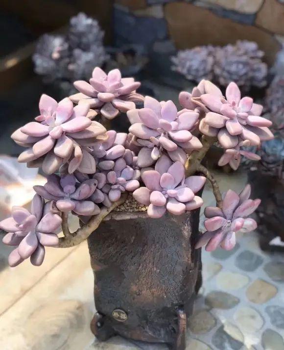 花卉養(yǎng)多肉好養(yǎng)嗎_養(yǎng)多肉好還是養(yǎng)花好_好養(yǎng)花卉多肉