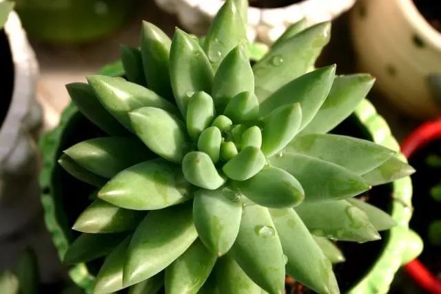 室內(nèi)養(yǎng)植物多肉適合什么花盆_室內(nèi)養(yǎng)植物多肉適合什么土壤_哪些多肉植物適合在室內(nèi)養(yǎng)