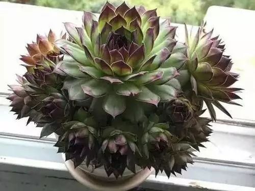 室內(nèi)養(yǎng)植物多肉適合什么花盆_室內(nèi)養(yǎng)植物多肉適合什么土壤_哪些多肉植物適合在室內(nèi)養(yǎng)