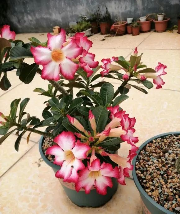 多肉玫瑰系列哪些值得養(yǎng)_多肉玫瑰花_玫瑰花多肉植物