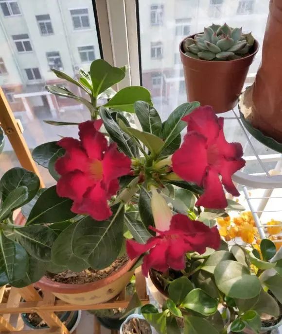 多肉玫瑰系列哪些值得養(yǎng)_多肉玫瑰花_玫瑰花多肉植物