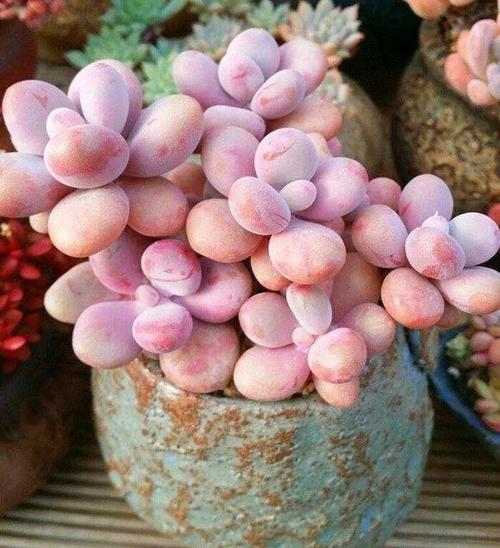 粉色多肉品種_粉色多肉花_粉色多肉怎么養(yǎng)