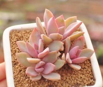 粉色多肉花_粉色多肉品種_粉色多肉怎么養(yǎng)