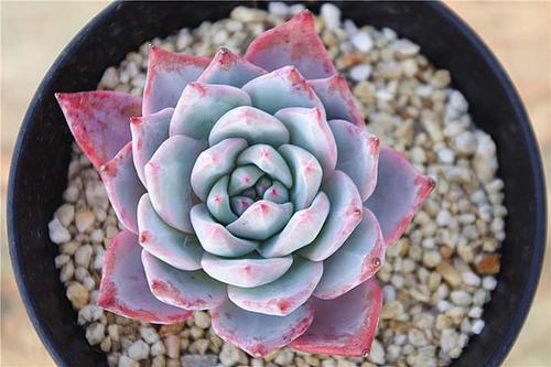 粉色多肉品種_粉色多肉花_粉色多肉怎么養(yǎng)