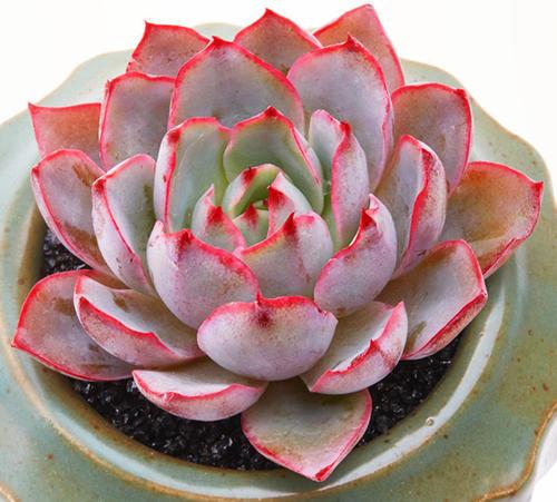 粉色多肉花_粉色多肉怎么養(yǎng)_粉色多肉品種