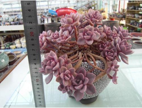 粉色多肉花_粉色多肉品種_粉色多肉怎么養(yǎng)