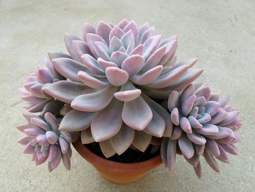 粉色多肉花_粉色多肉品種_粉色多肉怎么養(yǎng)