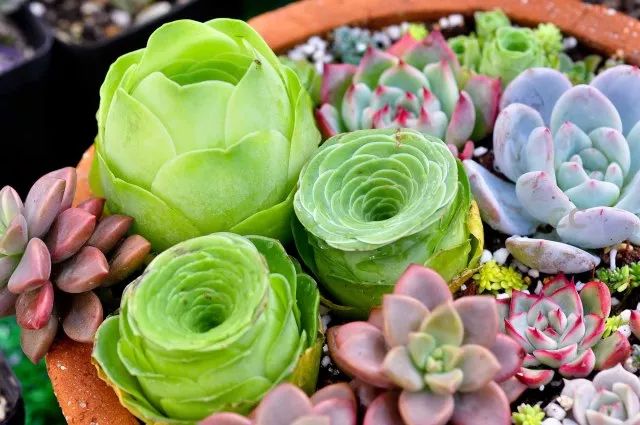 適合多肉的土壤_多肉花適合什么土壤_土壤多肉適合花盆栽嗎