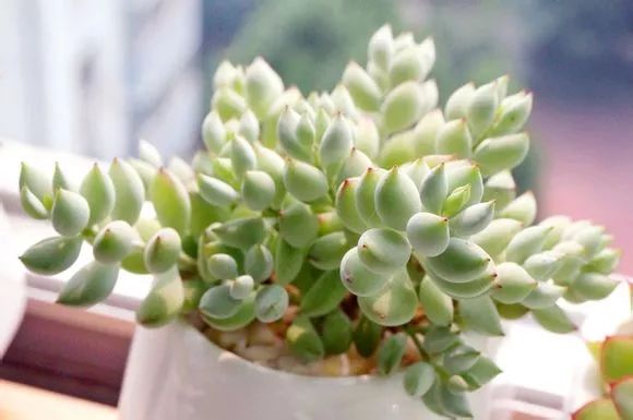 多肉花適合什么土壤_適合多肉的土壤_土壤多肉適合花盆栽嗎