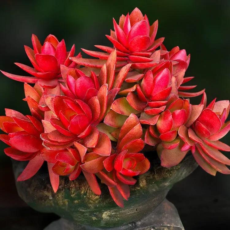 多肉大植物圖片及名稱_植物多肉大概多長(zhǎng)時(shí)間澆一次水_多肉植物大的