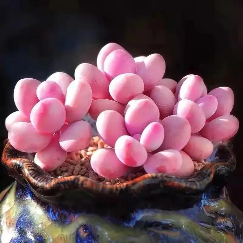 植物多肉大概多長(zhǎng)時(shí)間澆一次水_多肉大植物圖片及名稱_多肉植物大的