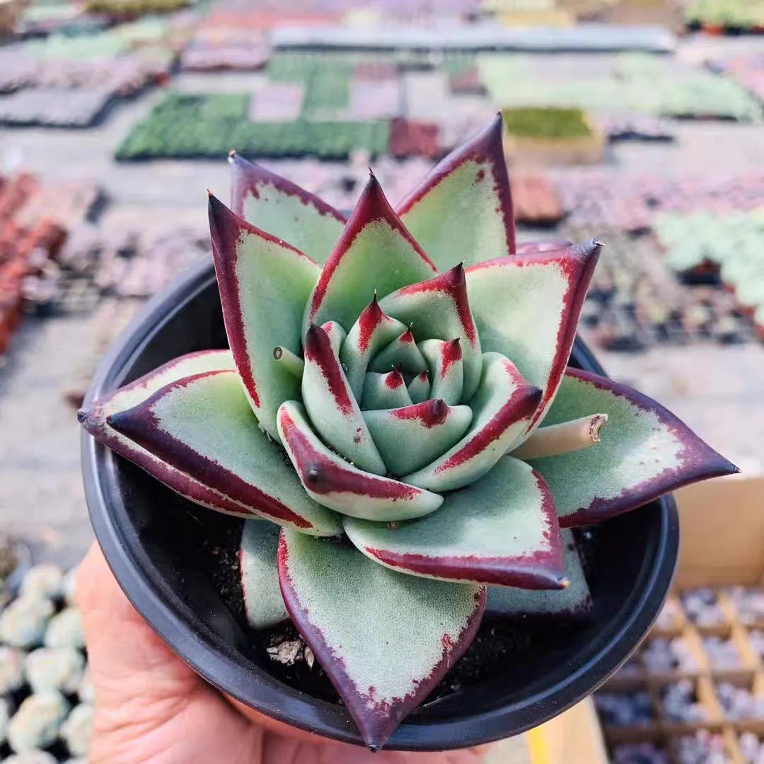 多肉植物大的_多肉大植物圖片及名稱_植物多肉大概多長(zhǎng)時(shí)間澆一次水