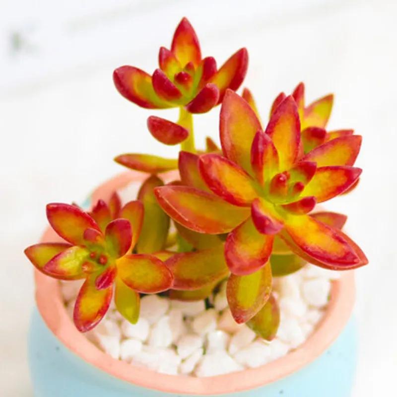 植物多肉大概多長(zhǎng)時(shí)間澆一次水_多肉大植物圖片及名稱_多肉植物大的