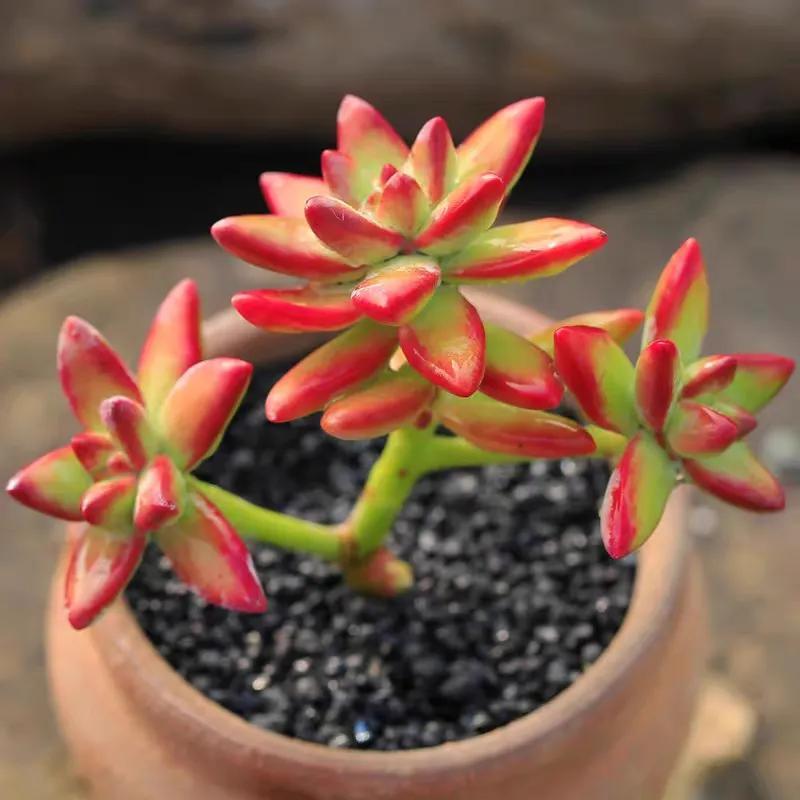 植物多肉大概多長(zhǎng)時(shí)間澆一次水_多肉植物大的_多肉大植物圖片及名稱