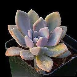 植物多肉大概多長(zhǎng)時(shí)間澆一次水_多肉大植物圖片及名稱_多肉植物大的