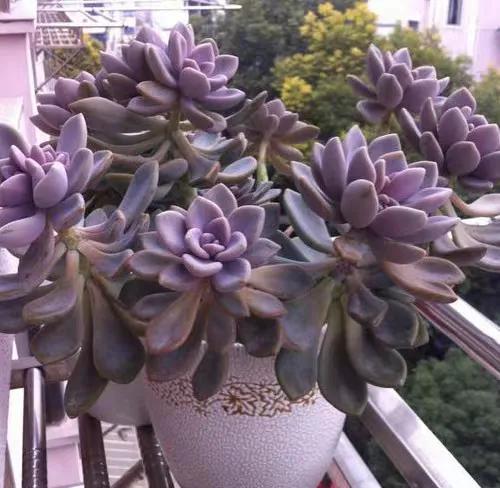 植物多肉大概多長(zhǎng)時(shí)間澆一次水_多肉大植物圖片及名稱_多肉植物大的