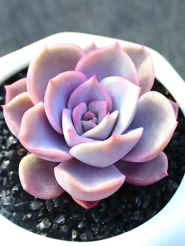 植物多肉大概多長(zhǎng)時(shí)間澆一次水_多肉植物大的_多肉大植物圖片及名稱