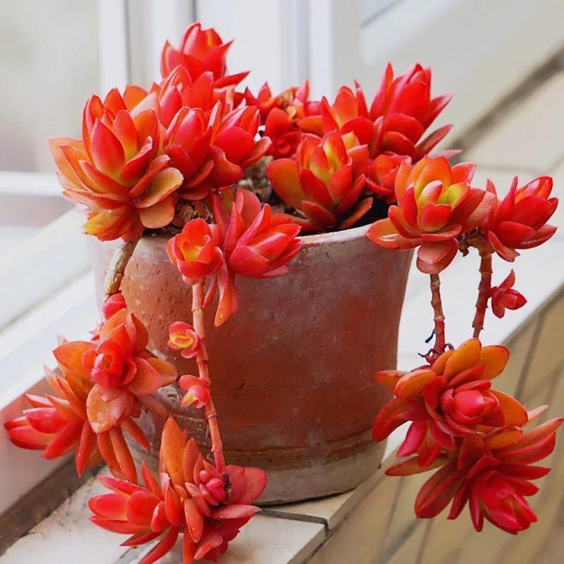 多肉植物大的_植物多肉大概多長(zhǎng)時(shí)間澆一次水_多肉大植物圖片及名稱