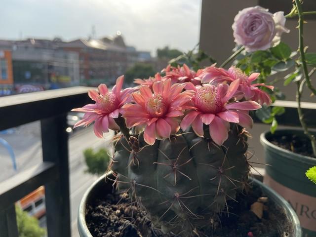 多肉大植物圖片及名稱_多肉植物大的_植物多肉大概多長(zhǎng)時(shí)間澆一次水