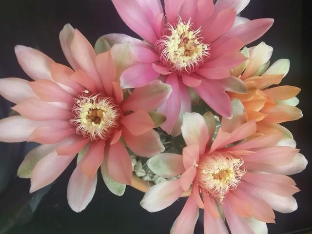 多肉植物大的_植物多肉大概多長(zhǎng)時(shí)間澆一次水_多肉大植物圖片及名稱