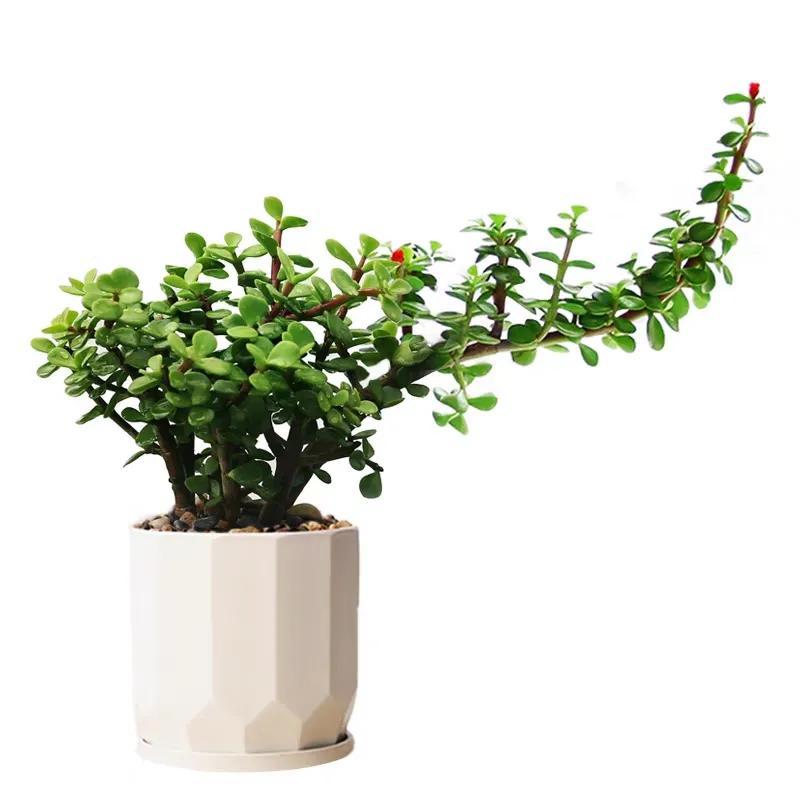 多肉植物大的_多肉大植物圖片及名稱_植物多肉大概多長(zhǎng)時(shí)間澆一次水