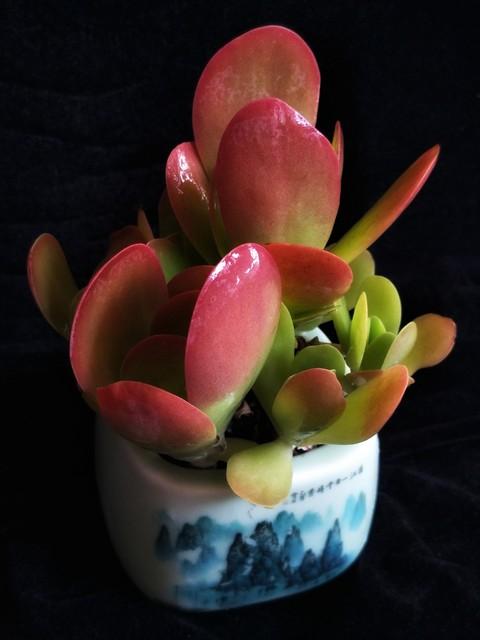 植物多肉大概多長(zhǎng)時(shí)間澆一次水_多肉大植物圖片及名稱_多肉植物大的