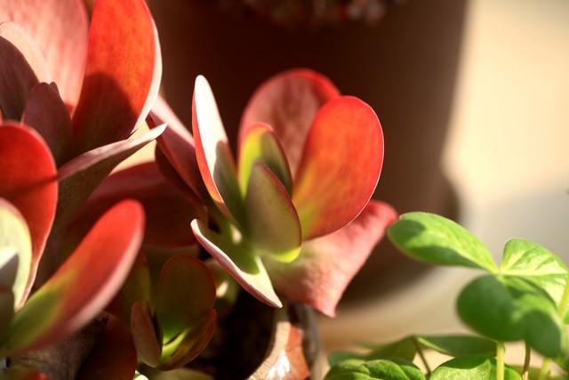 多肉大植物圖片及名稱_多肉植物大的_植物多肉大概多長(zhǎng)時(shí)間澆一次水