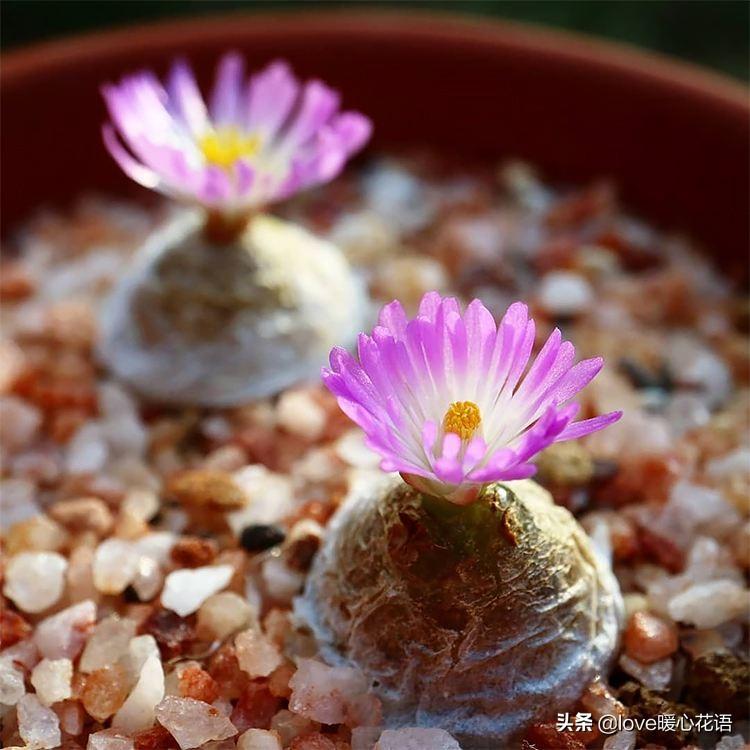 形狀像花的多肉_像花一樣的多肉植物_像花的多肉植物