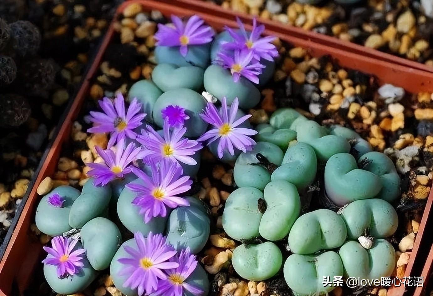 像花一樣的多肉植物_像花的多肉植物_形狀像花的多肉