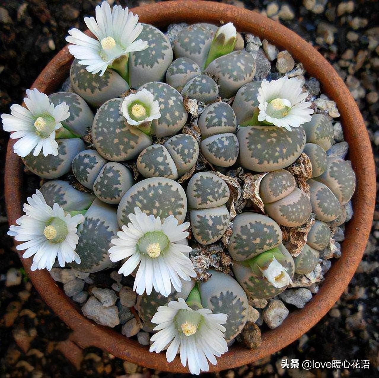 像花一樣的多肉植物_形狀像花的多肉_像花的多肉植物