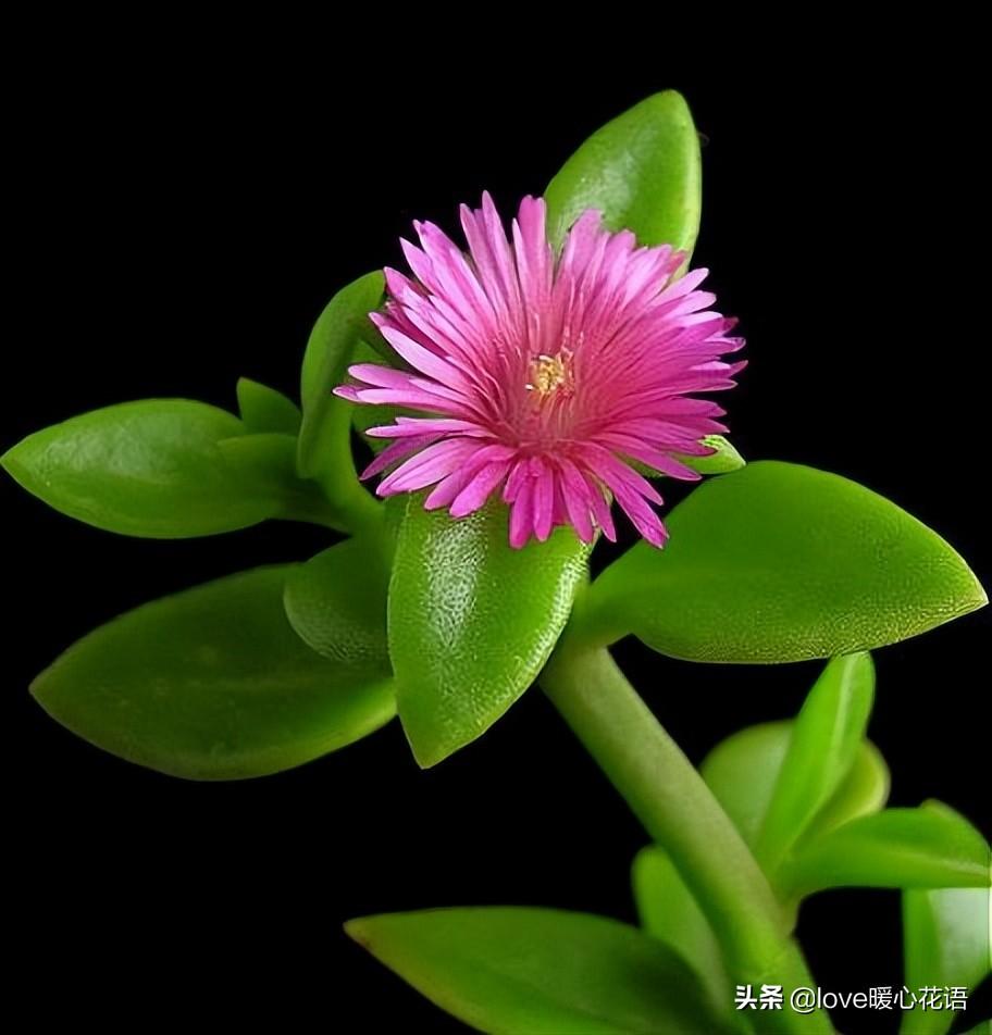 形狀像花的多肉_像花的多肉植物_像花一樣的多肉植物