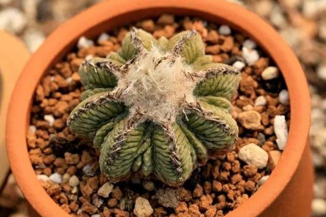 多肉仙人掌科植物有哪些_多肉仙人掌科植物有哪些_多肉仙人掌科植物有哪些