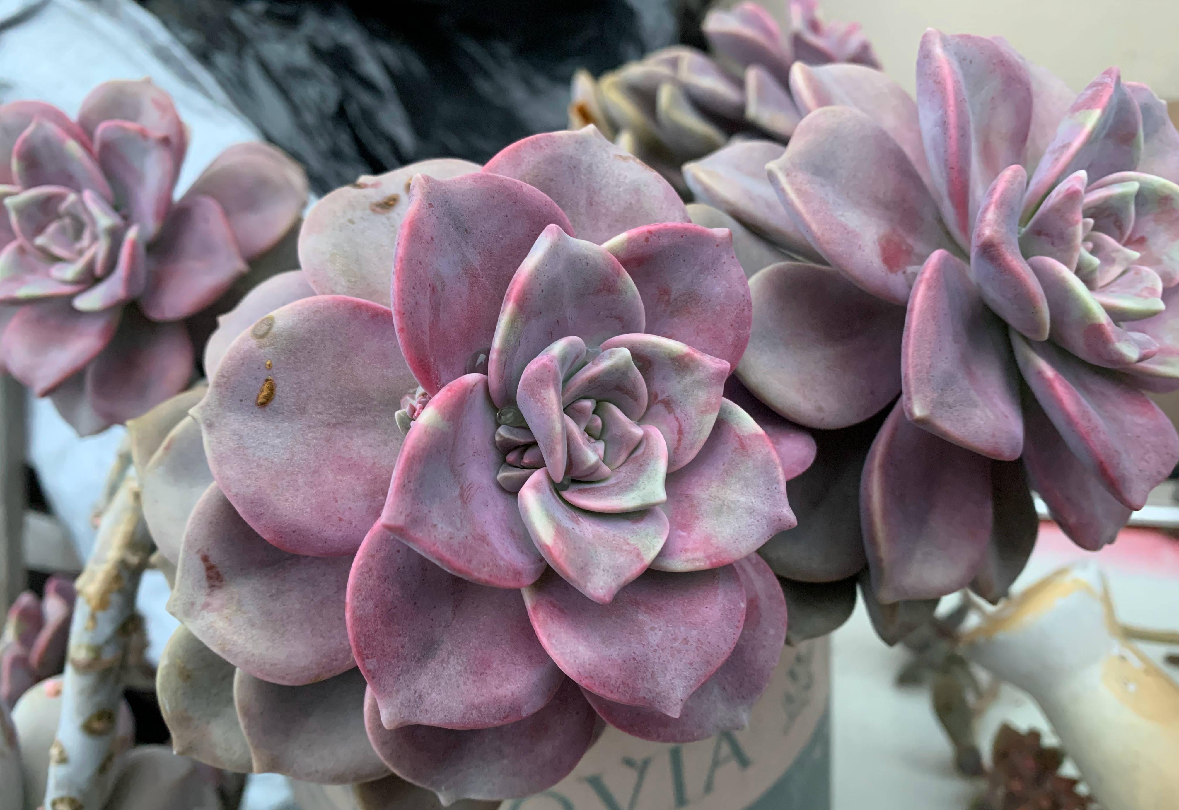 最普通的多肉植物_植物普通多肉圖片_多肉最普通的有哪幾種