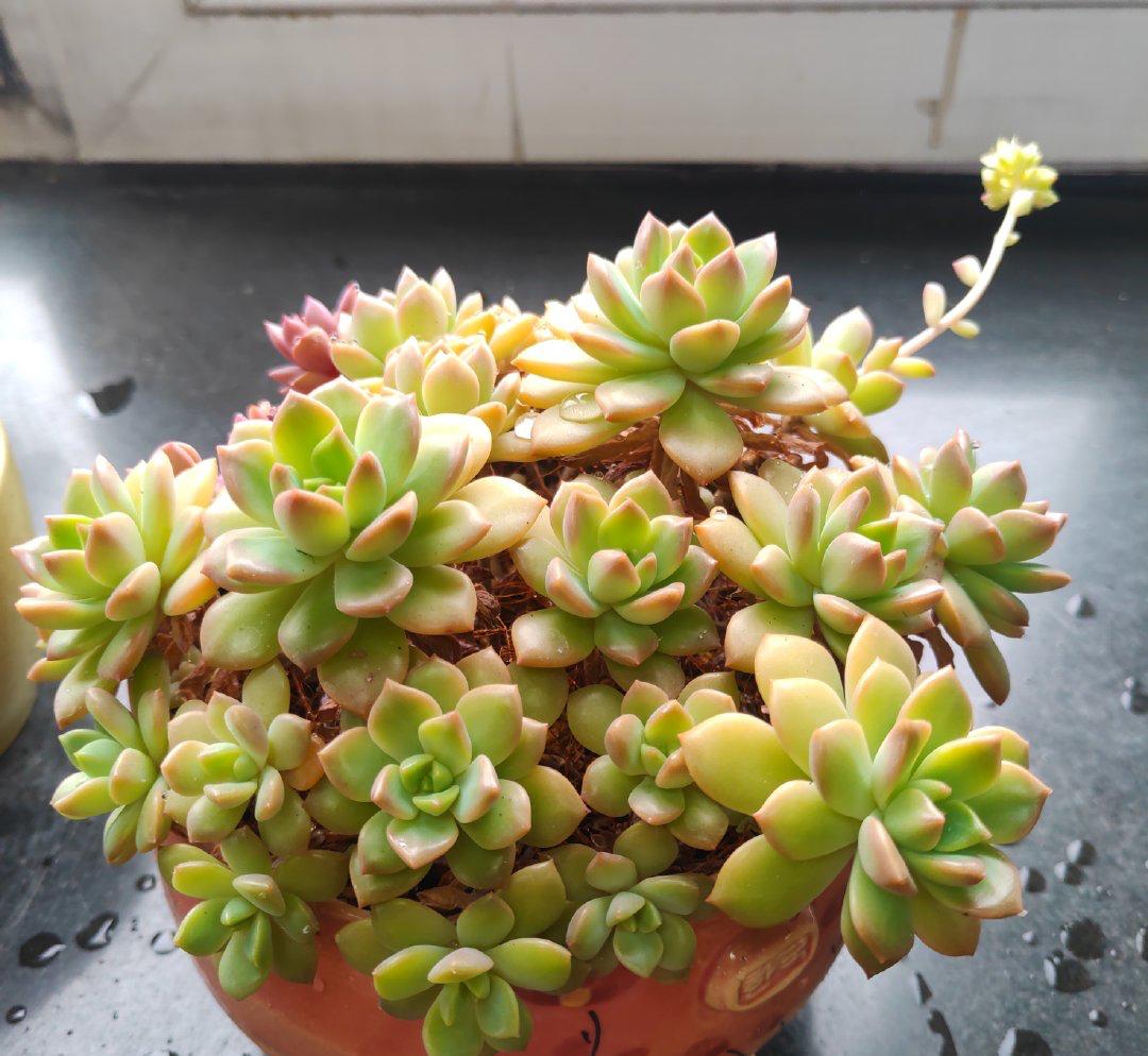 最普通的多肉植物_多肉最普通的有哪幾種_植物普通多肉圖片