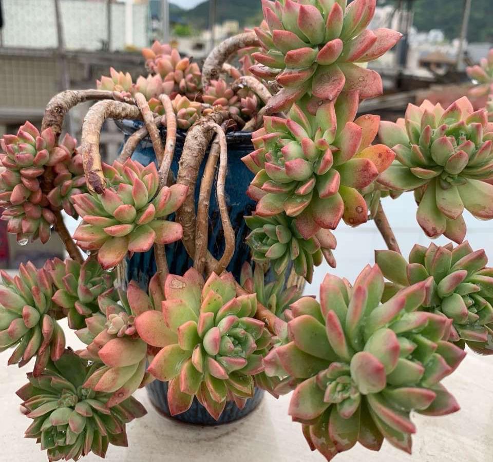 植物普通多肉圖片_多肉最普通的有哪幾種_最普通的多肉植物