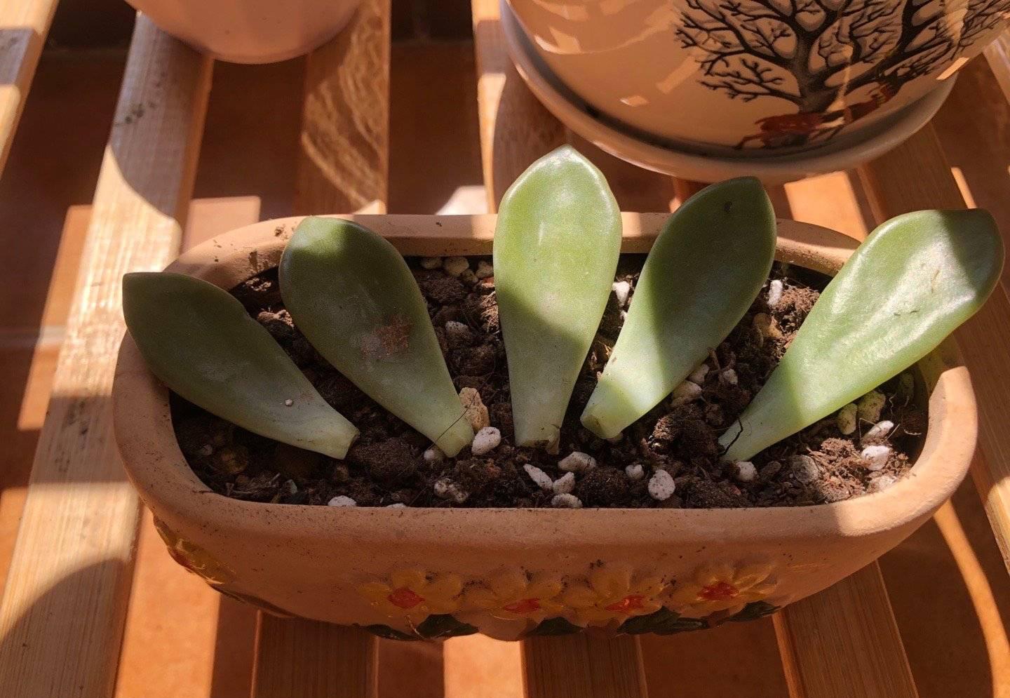 多肉最普通的有哪幾種_植物普通多肉圖片_最普通的多肉植物