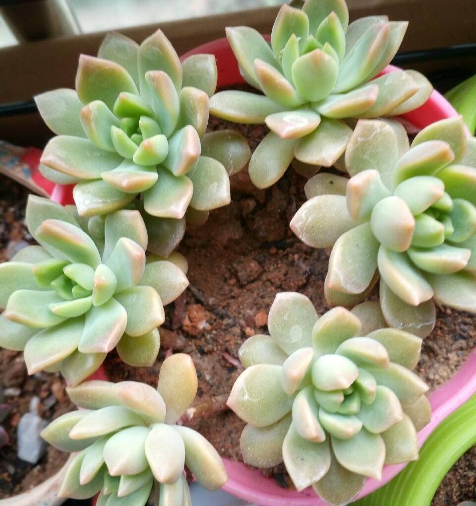 最普通的多肉植物_多肉最普通的有哪幾種_植物普通多肉圖片