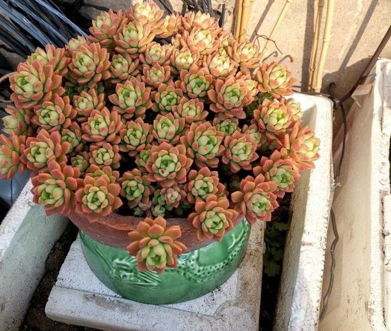 多肉最普通的有哪幾種_植物普通多肉圖片_最普通的多肉植物