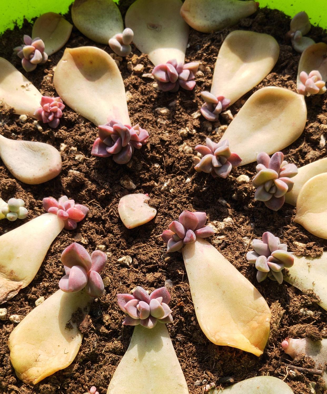 最普通的多肉植物_植物普通多肉圖片_多肉最普通的有哪幾種