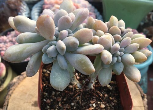 多肉花的別名叫什么_多肉植物叫什么花_多肉花的學(xué)名是什么