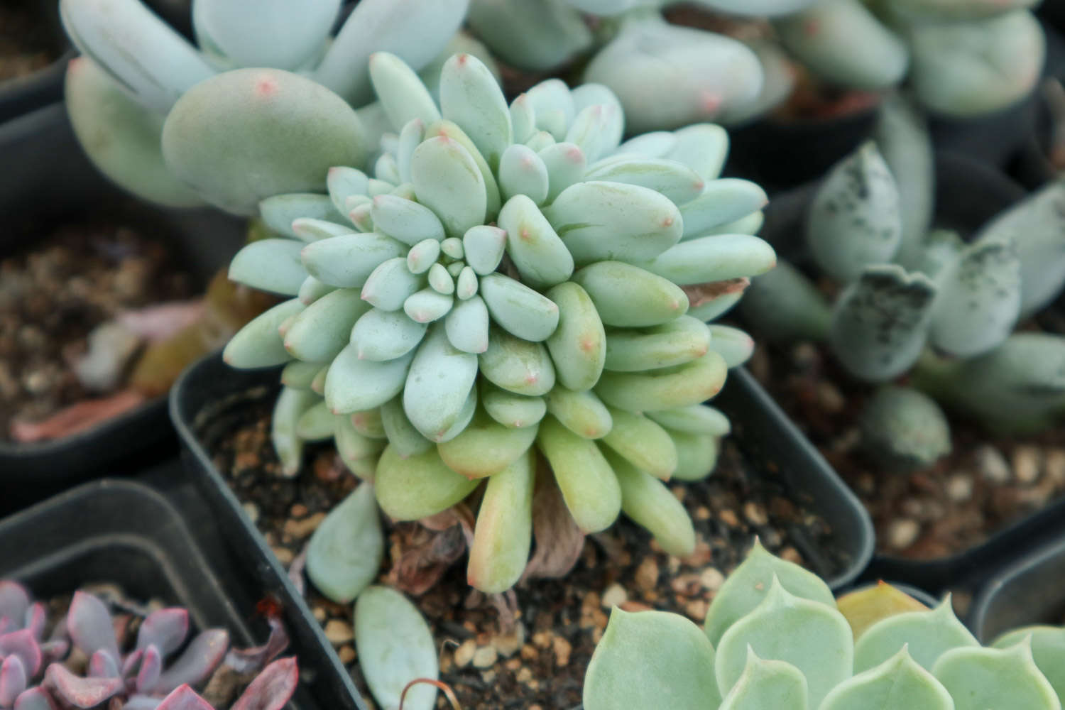 花店植物多肉好養(yǎng)嗎_多肉花店擺放設(shè)計圖片_多肉植物花店