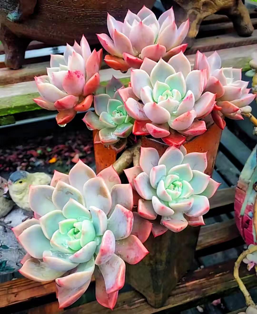 多肉植物里面是什么_多肉植物都有什么樣的_多肉植物真的有毒嗎