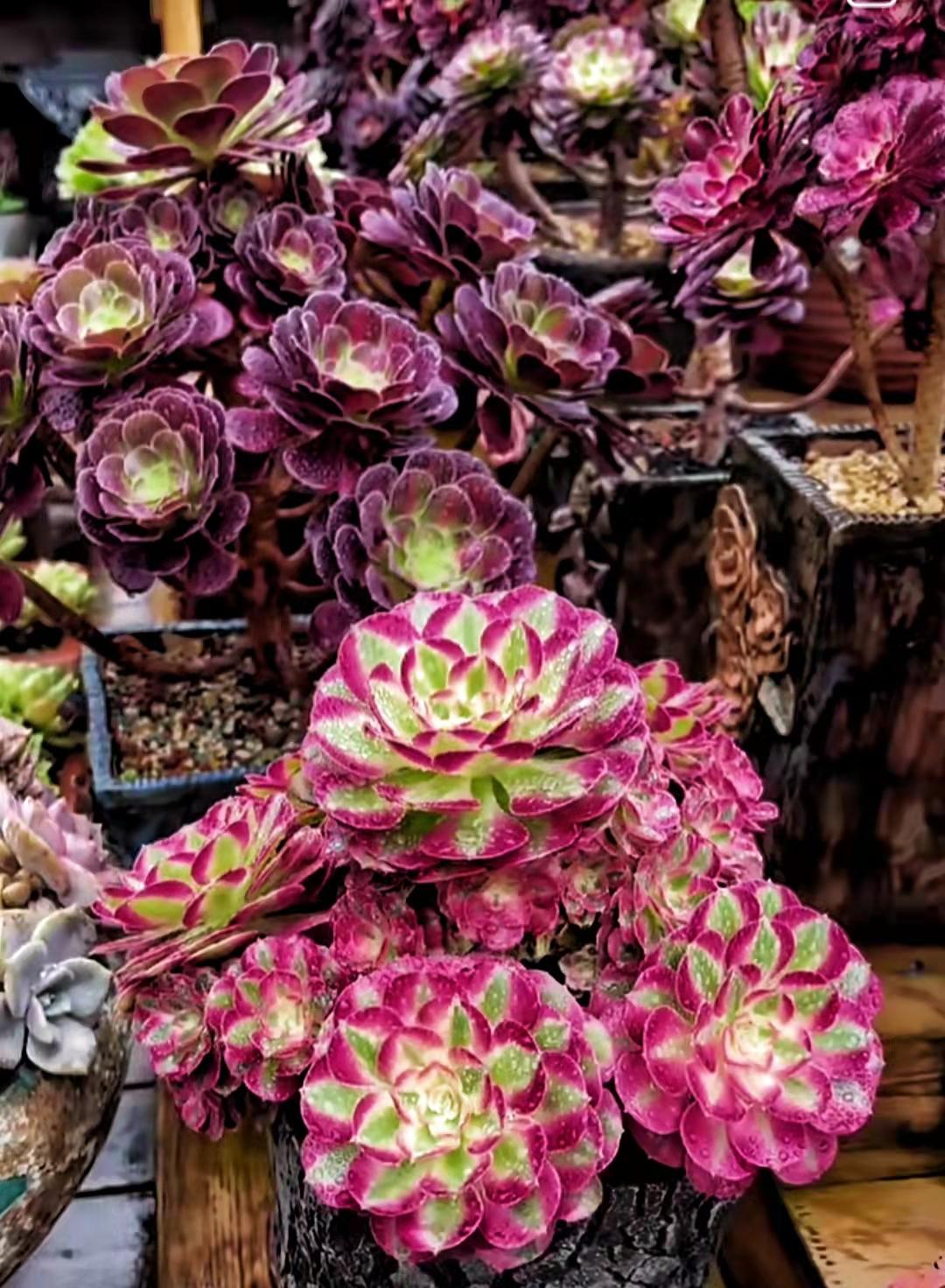 多肉植物真的有毒嗎_多肉植物里面是什么_多肉植物都有什么樣的