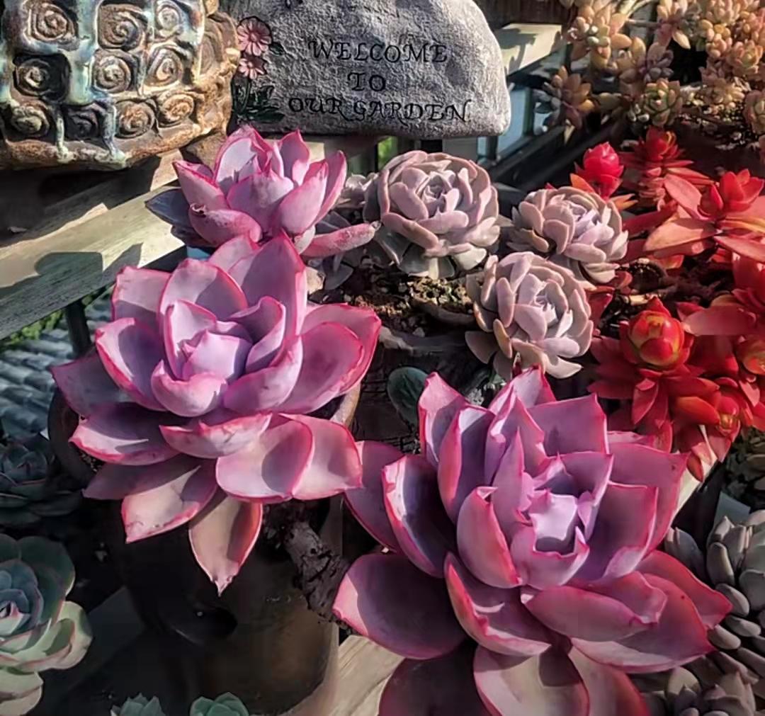 多肉植物真的有毒嗎_多肉植物都有什么樣的_多肉植物里面是什么