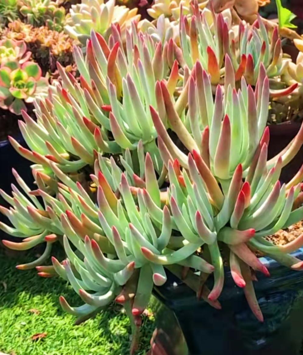 多肉植物都有什么樣的_多肉植物真的有毒嗎_多肉植物里面是什么