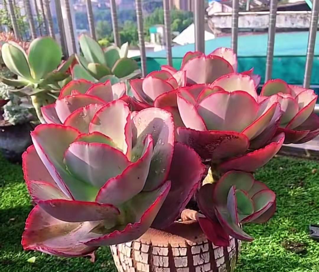 多肉植物都有什么樣的_多肉植物里面是什么_多肉植物真的有毒嗎