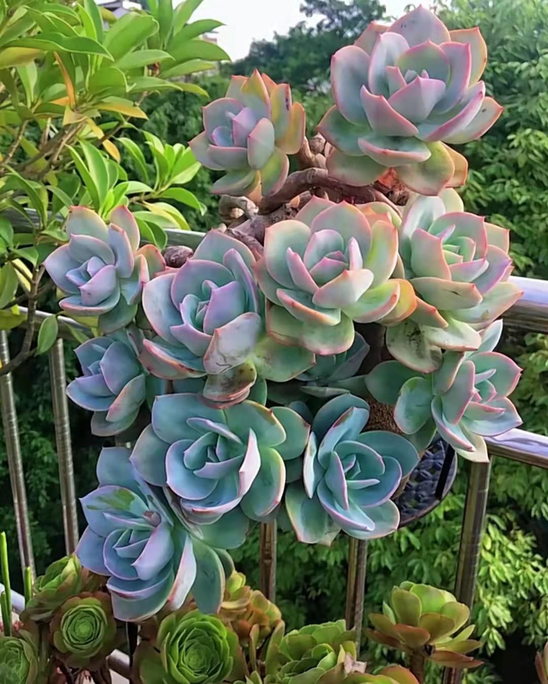 多肉植物里面是什么_多肉植物真的有毒嗎_多肉植物都有什么樣的