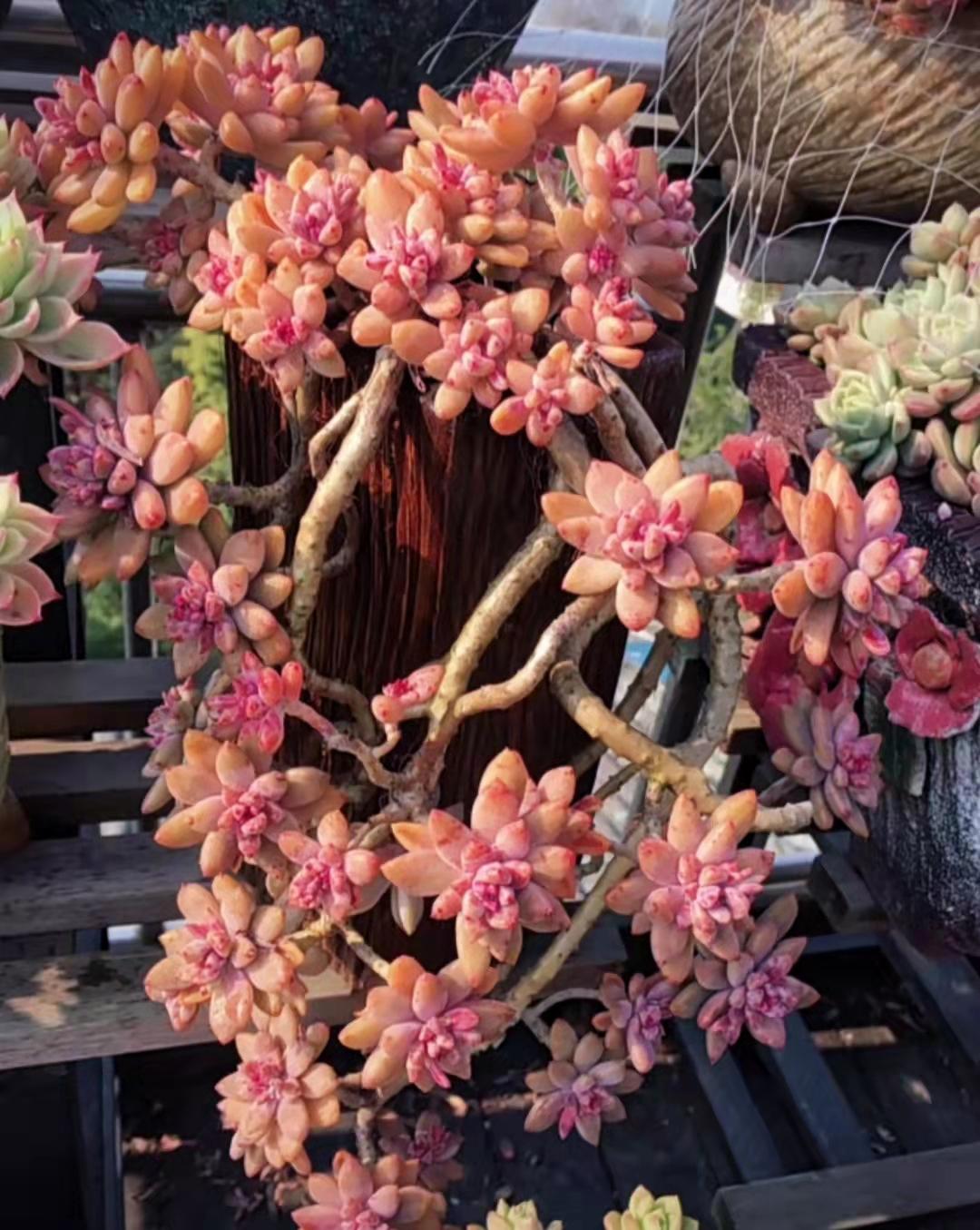 多肉植物真的有毒嗎_多肉植物里面是什么_多肉植物都有什么樣的