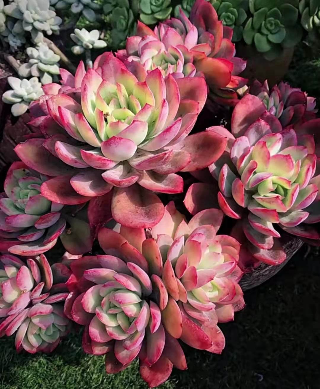 多肉植物里面是什么_多肉植物真的有毒嗎_多肉植物都有什么樣的